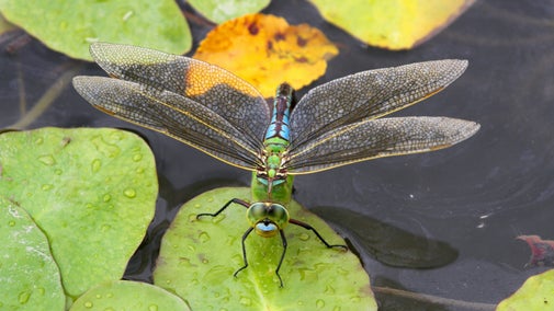 An emperor dragonfly on a lily pad